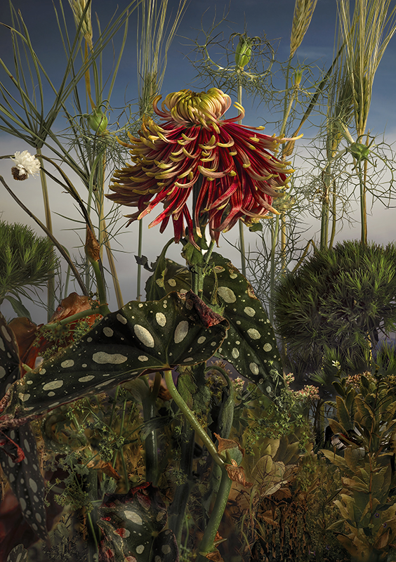 Poppe_Tine_Chrysanthemum Morifolium